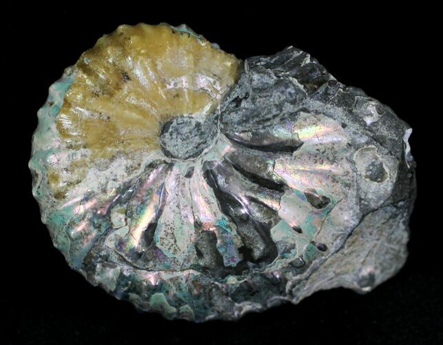 Iridescent Discoscaphites Gulosus Ammonite - South Dakota #22698